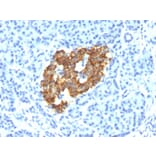Immunohistochemistry - Anti-Insulin Antibody [IRDN/794] (A249040) - Antibodies.com