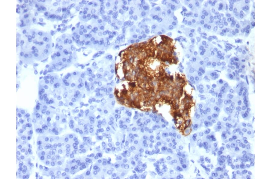 Immunohistochemistry - Anti-Insulin Antibody [IRDN/805] (A249041) - Antibodies.com