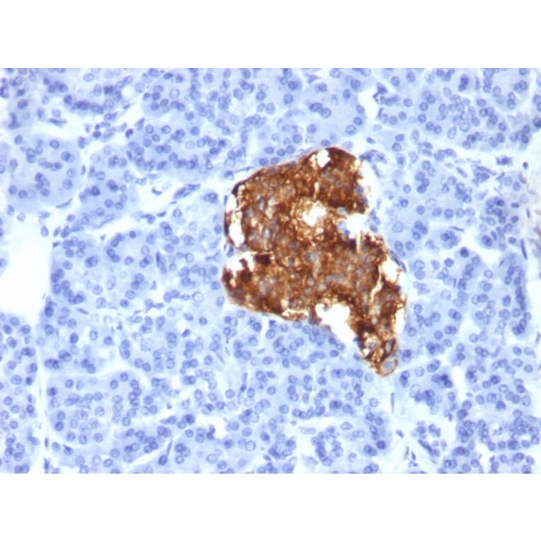 Immunohistochemistry - Anti-Insulin Antibody [IRDN/805] (A249041) - Antibodies.com