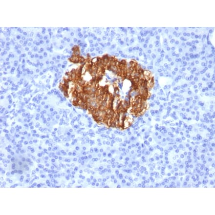 Immunohistochemistry - Anti-Insulin Antibody [K36aC10] (A249042) - Antibodies.com