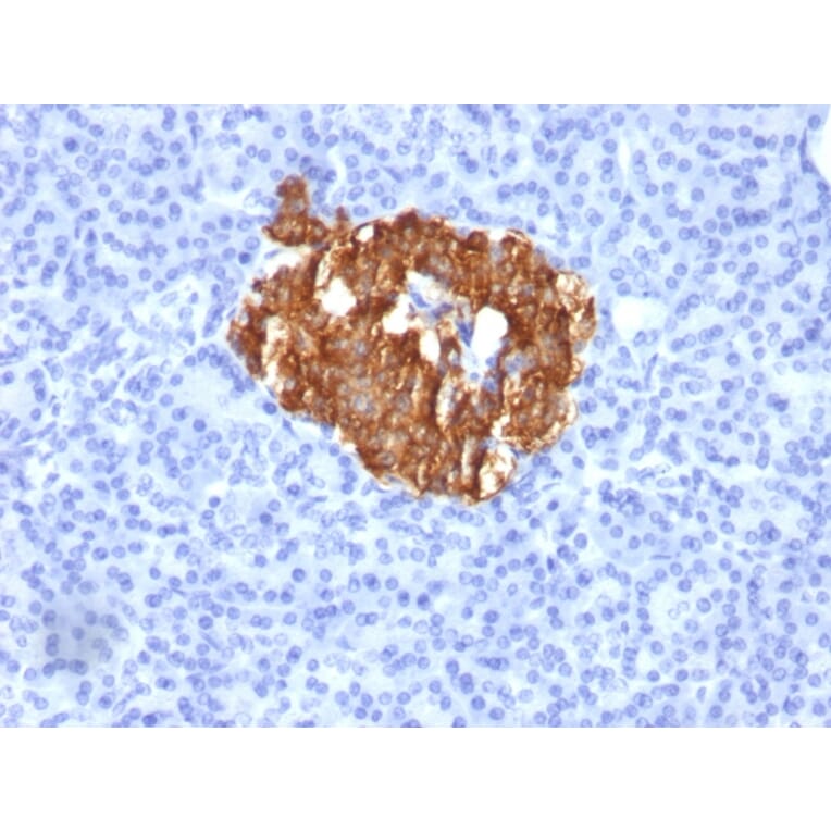 Immunohistochemistry - Anti-Insulin Antibody [K36aC10] (A249042) - Antibodies.com