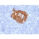 Immunohistochemistry - Anti-Insulin Antibody [K36aC10] (A249042) - Antibodies.com