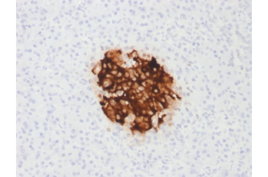 Immunohistochemistry - Anti-Insulin Antibody [rIRDN/805] (A249043) - Antibodies.com