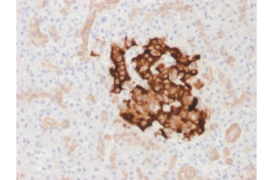 Immunohistochemistry - Anti-Insulin Antibody [IRDN/1980R] (A249044) - Antibodies.com