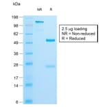 SDS-PAGE - Anti-Insulin Antibody [IRDN/1980R] (A249045) - Antibodies.com