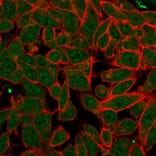 Immunofluorescence - Anti-PDX1 Antibody [PCRP-PDX1-2C11] (A249048) - Antibodies.com