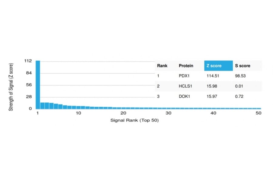 Protein Array - Anti-PDX1 Antibody [PCRP-PDX1-2C11] (A249047) - Antibodies.com
