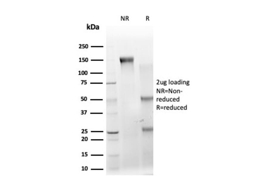 SDS-PAGE - Anti-IRF3 Antibody [PCRP-IRF3-1E6] (A249049) - Antibodies.com