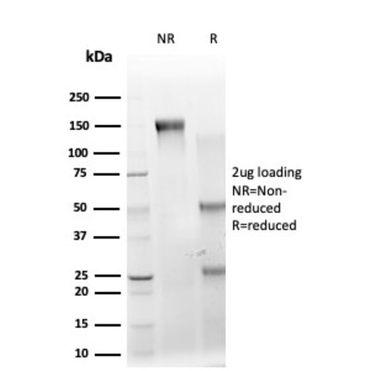 SDS-PAGE - Anti-IRF3 Antibody [PCRP-IRF3-1E6] (A249049) - Antibodies.com