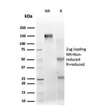 SDS-PAGE - Anti-IRF3 Antibody [PCRP-IRF3-1E6] (A249049) - Antibodies.com