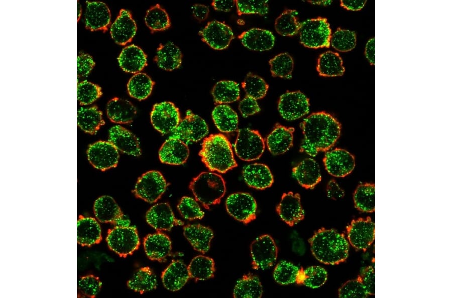 Immunofluorescence - Anti-IRF3 Antibody [PCRP-IRF3-6C8] (A249050) - Antibodies.com