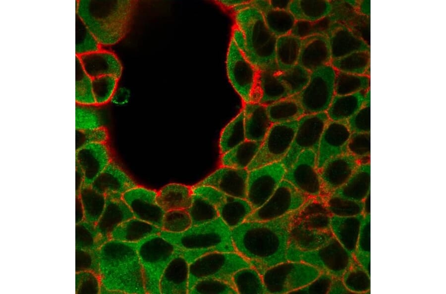 Immunofluorescence - Anti-IRF3 Antibody [PCRP-IRF3-6C8] (A249050) - Antibodies.com