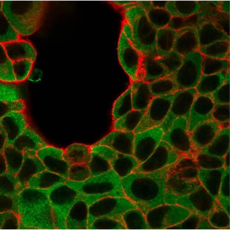 Immunofluorescence - Anti-IRF3 Antibody [PCRP-IRF3-6C8] (A249050) - Antibodies.com