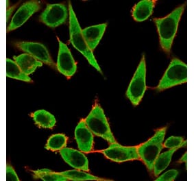 Immunofluorescence - Anti-IRF3 Antibody [PCRP-IRF3-1E11] (A249051) - Antibodies.com