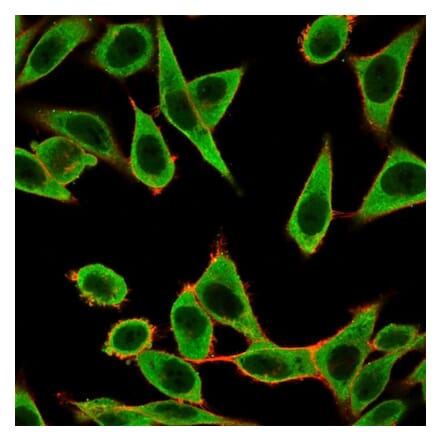 Immunofluorescence - Anti-IRF3 Antibody [PCRP-IRF3-1E11] (A249051) - Antibodies.com