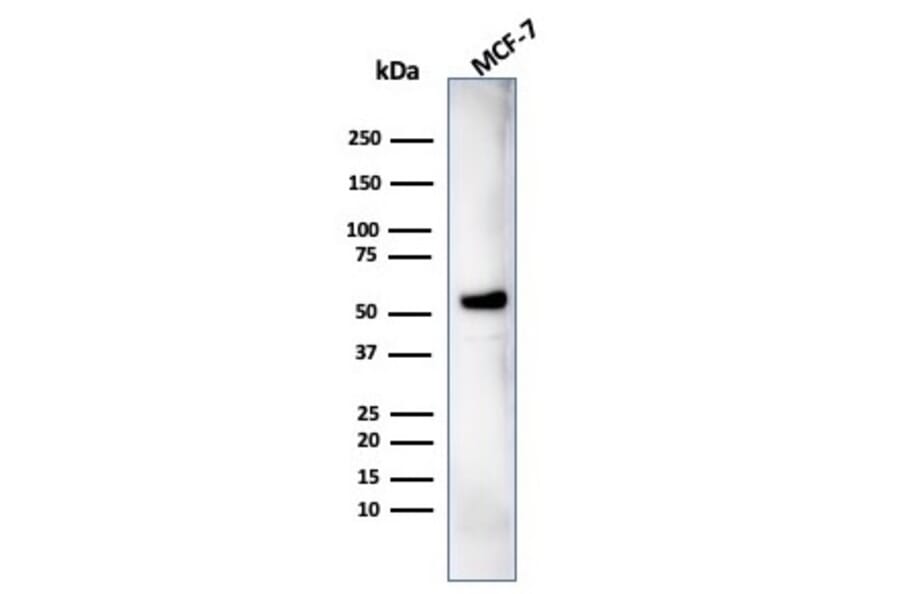 Western Blot - Anti-IRF3 Antibody [PCRP-IRF3-1E11] (A249051) - Antibodies.com