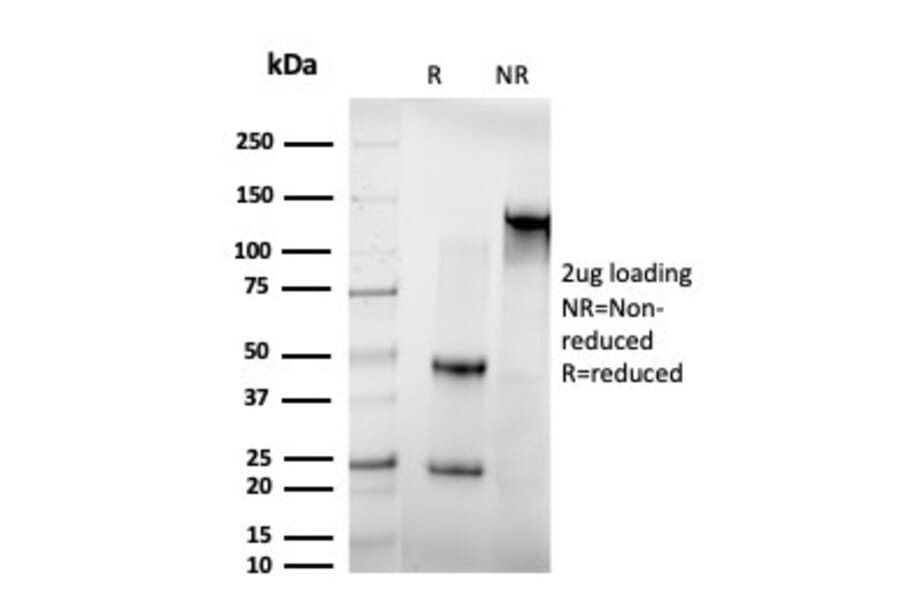 SDS-PAGE - Anti-IRF3 Antibody [PCRP-IRF3-1E11] (A249051) - Antibodies.com