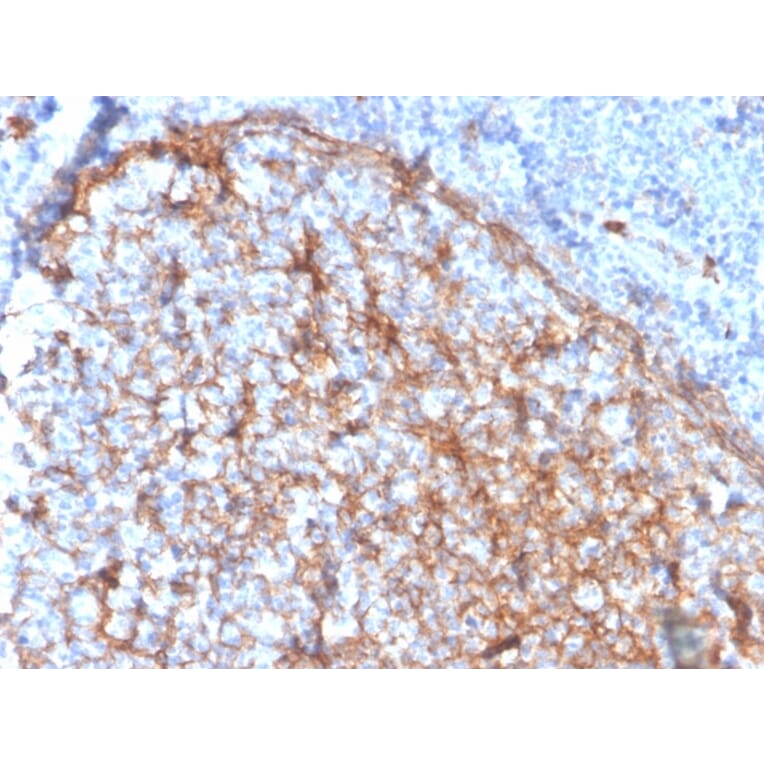 Immunohistochemistry - Anti-CD11b Antibody [ITGAM/3337] (A249066) - Antibodies.com