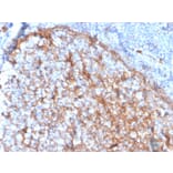 Immunohistochemistry - Anti-CD11b Antibody [ITGAM/3337] (A249066) - Antibodies.com