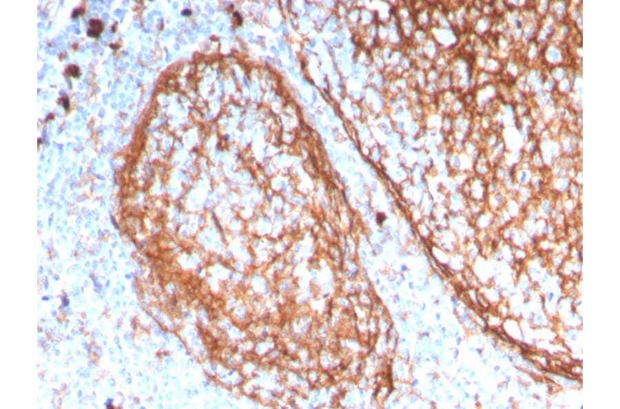 Immunohistochemistry - Anti-CD11b Antibody [ITGAM/3338] (A249067) - Antibodies.com
