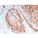 Immunohistochemistry - Anti-CD11b Antibody [ITGAM/3338] (A249067) - Antibodies.com