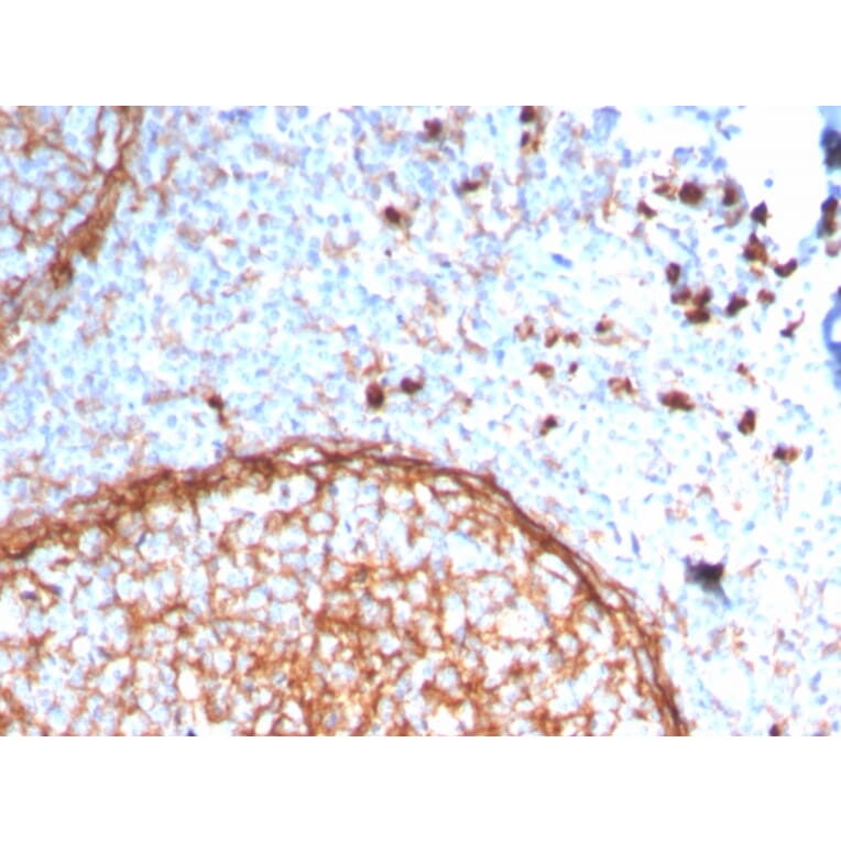 Immunohistochemistry - Anti-CD11b Antibody [ITGAM/3338] (A249067) - Antibodies.com
