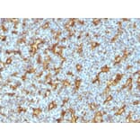 Immunohistochemistry - Anti-CD11c Antibody [ITGAX/1242] (A249072) - Antibodies.com