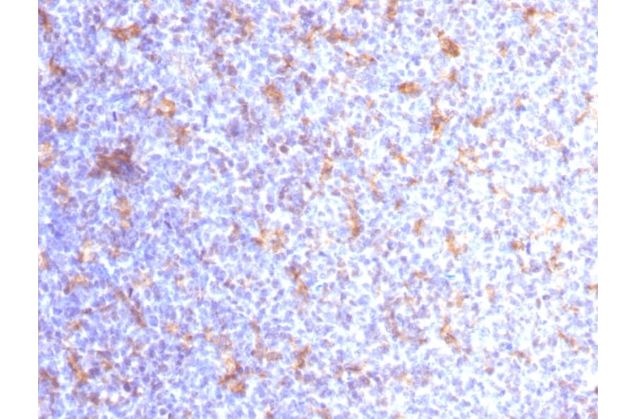 Immunohistochemistry - Anti-CD11c Antibody [ITGAX/1284] (A249074) - Antibodies.com