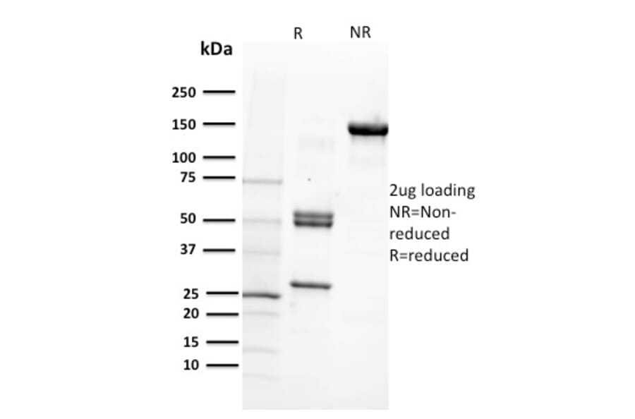 SDS-PAGE - Anti-CD29 Antibody [12G10] (A249075) - Antibodies.com