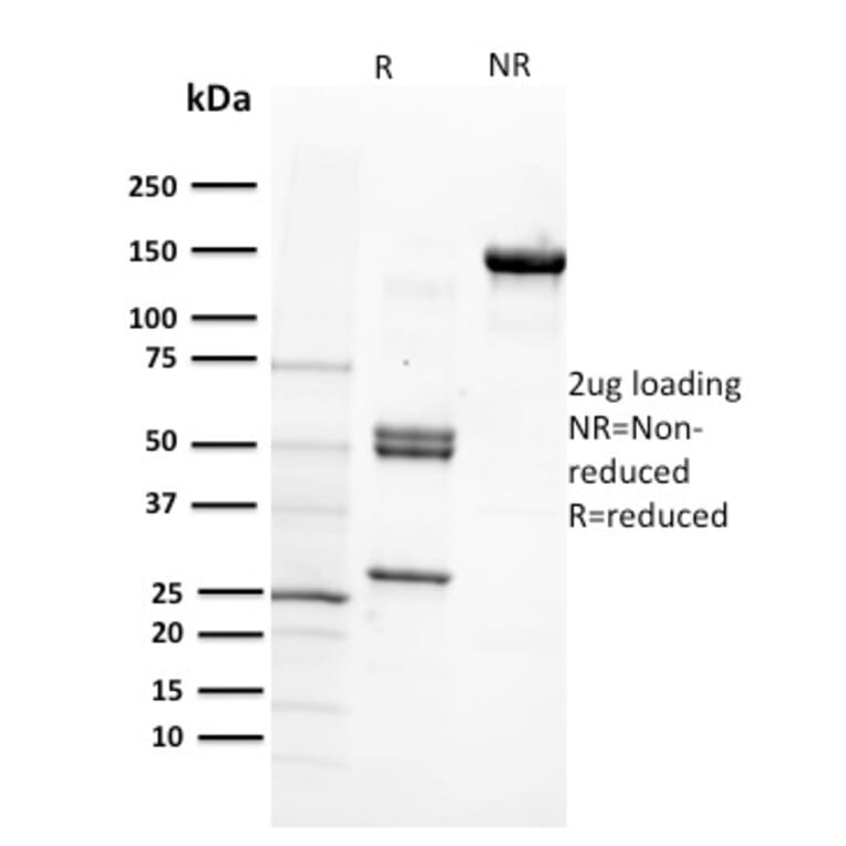 SDS-PAGE - Anti-CD29 Antibody [12G10] (A249075) - Antibodies.com