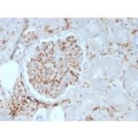 Immunohistochemistry - Anti-CD29 Antibody [ITGB1/3613] (A249076) - Antibodies.com