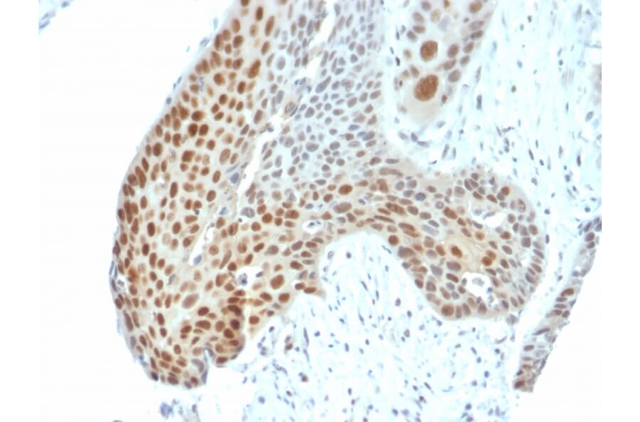 Immunohistochemistry - Anti-c-Jun (phospho Thr91 + Thr93) Antibody [C-J 4C4/1] (A249093) - Antibodies.com