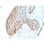 Immunohistochemistry - Anti-c-Jun (phospho Thr91 + Thr93) Antibody [C-J 4C4/1] (A249093) - Antibodies.com