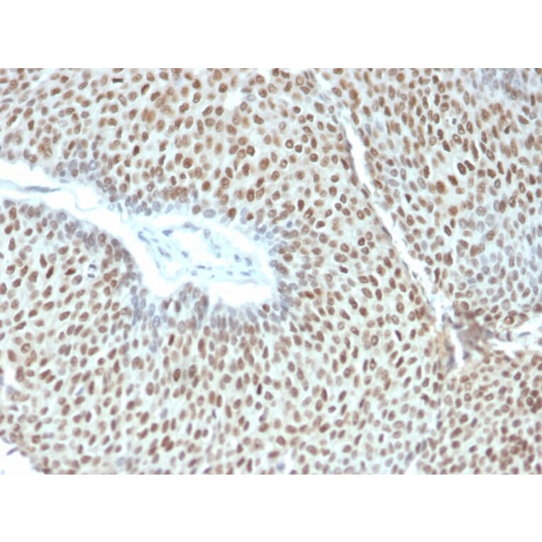 Immunohistochemistry - Anti-c-Jun (phospho Thr91 + Thr93) Antibody [C-J 4C4/1] (A249092) - Antibodies.com