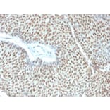 Immunohistochemistry - Anti-c-Jun (phospho Thr91 + Thr93) Antibody [C-J 4C4/1] (A249092) - Antibodies.com