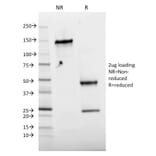 SDS-PAGE - Anti-c-Jun (phospho Thr91 + Thr93) Antibody [C-J 4C4/1] (A249093) - Antibodies.com