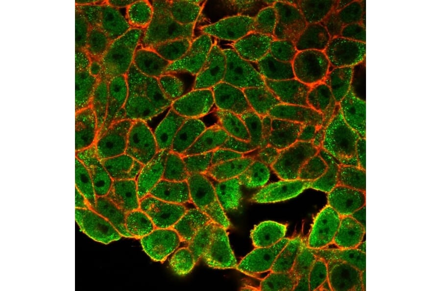 Immunofluorescence - Anti-JunB Antibody [PCRP-JUNB-3G11] (A249094) - Antibodies.com