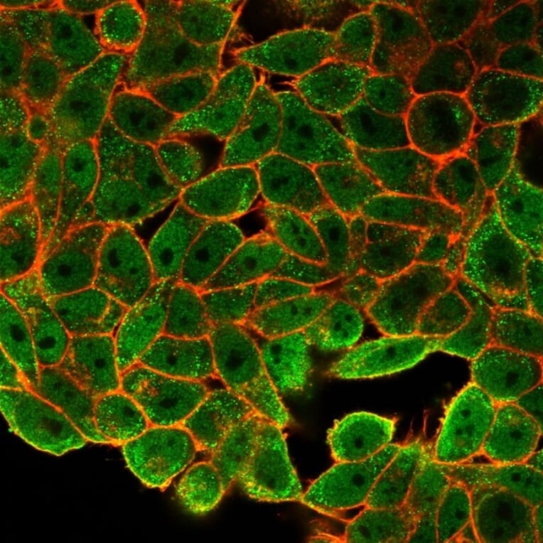 Immunofluorescence - Anti-JunB Antibody [PCRP-JUNB-3G11] (A249094) - Antibodies.com