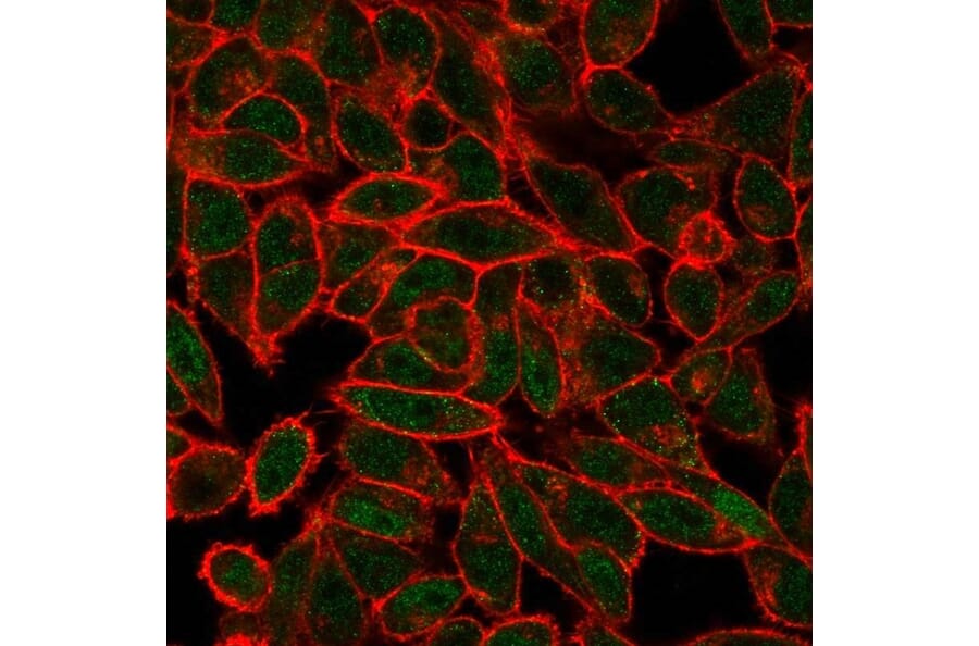 Immunofluorescence - Anti-JunB Antibody [PCRP-JUNB-3G2] (A249095) - Antibodies.com
