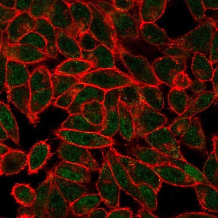 Immunofluorescence - Anti-JunB Antibody [PCRP-JUNB-3G2] (A249095) - Antibodies.com