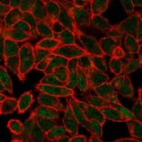 Immunofluorescence - Anti-JunB Antibody [PCRP-JUNB-3G2] (A249095) - Antibodies.com