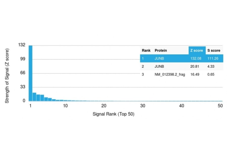 Protein Array - Anti-JunB Antibody [PCRP-JUNB-3G2] (A249094) - Antibodies.com