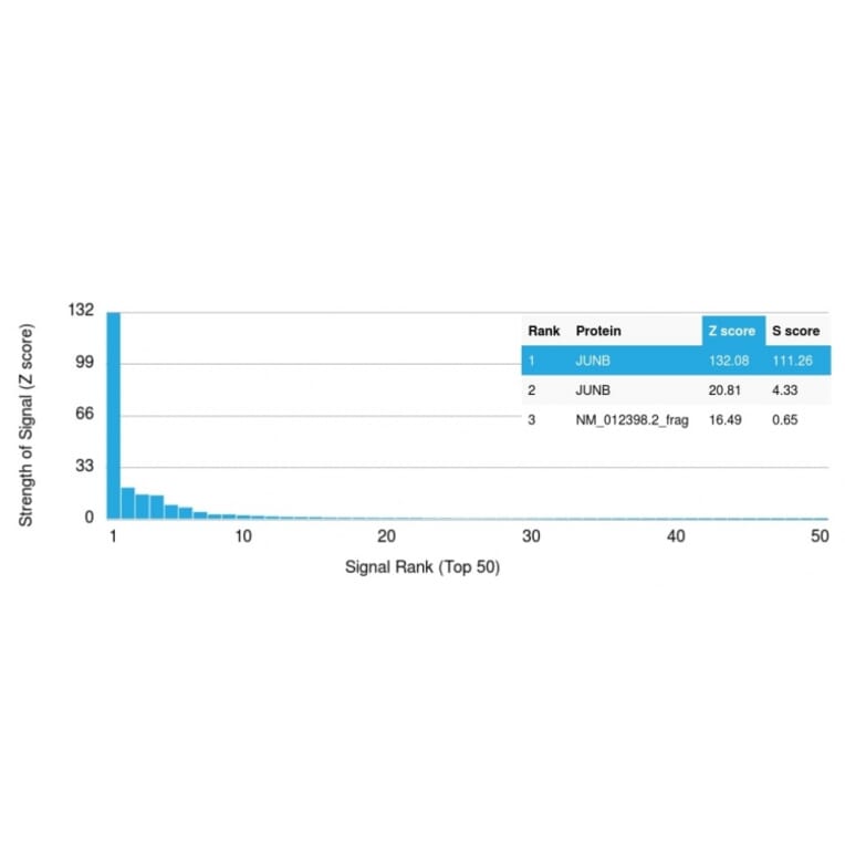 Protein Array - Anti-JunB Antibody [PCRP-JUNB-3G2] (A249094) - Antibodies.com