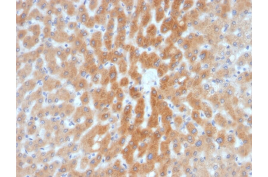 Immunohistochemistry - Anti-ARF1 Antibody [1A9/5] (A249102) - Antibodies.com