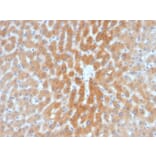 Immunohistochemistry - Anti-ARF1 Antibody [1A9/5] (A249102) - Antibodies.com