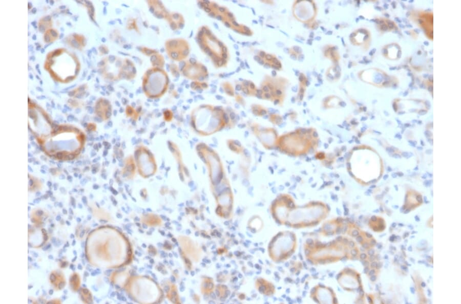 Immunohistochemistry - Anti-ARF1 Antibody [ARF1/2117] (A249105) - Antibodies.com