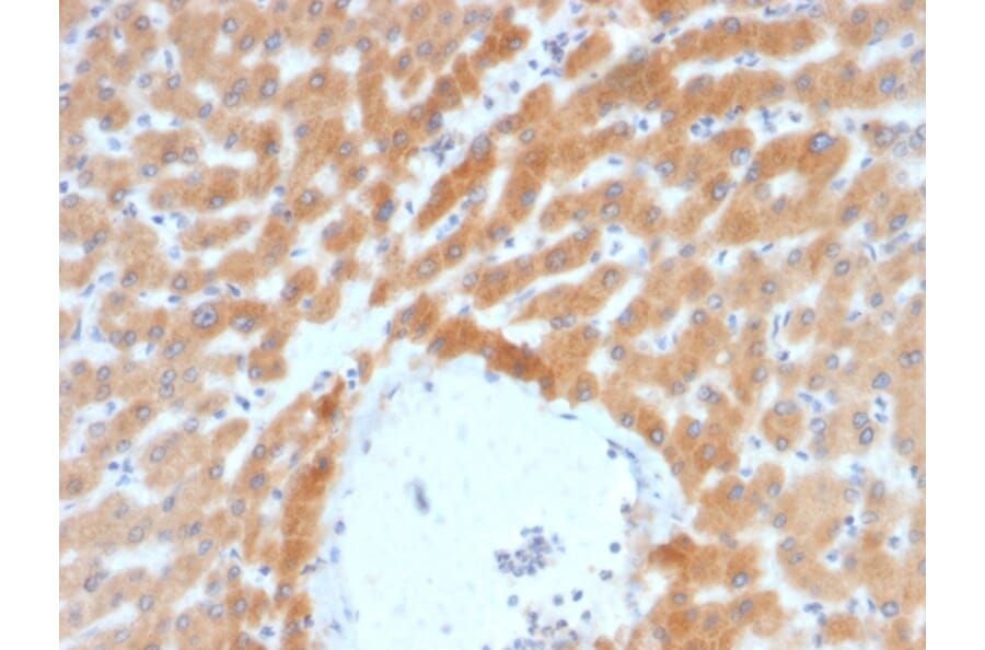 Immunohistochemistry - Anti-ARF1 Antibody [ARF1/2117] (A249105) - Antibodies.com
