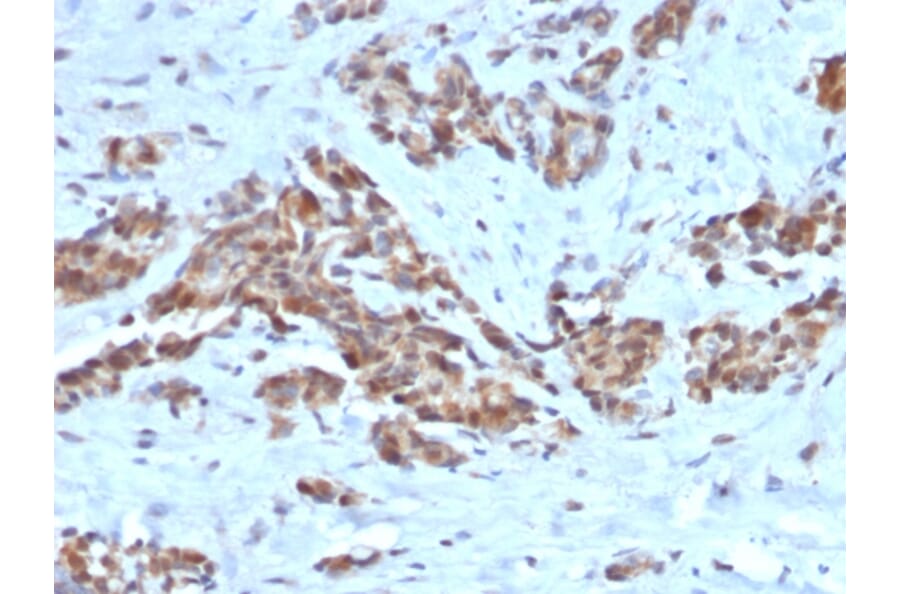 Immunohistochemistry - Anti-ARF1 Antibody [ARF1/2117] (A249105) - Antibodies.com