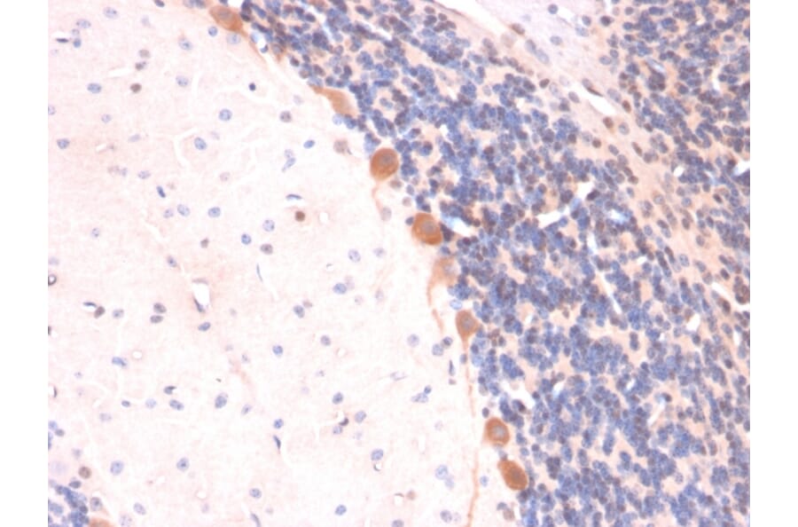 Immunohistochemistry - Anti-ARF1 Antibody [ARF1/2117] (A249105) - Antibodies.com