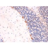 Immunohistochemistry - Anti-ARF1 Antibody [ARF1/2117] (A249105) - Antibodies.com